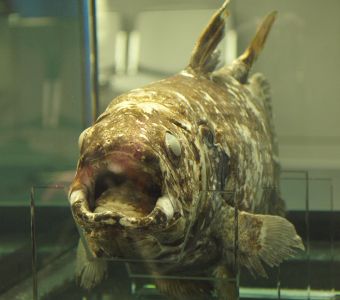 NOUVEL ARTICLE ANIGAIDO SUR LE COELACANTHE ET LES ESPECES FOSSILES