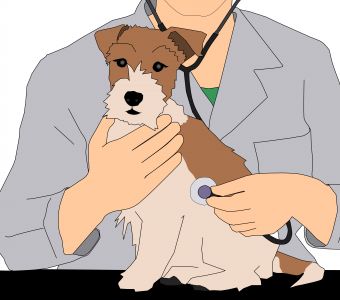 NOUVEL ARTICLE : LE METIER DE VETERINAIRE