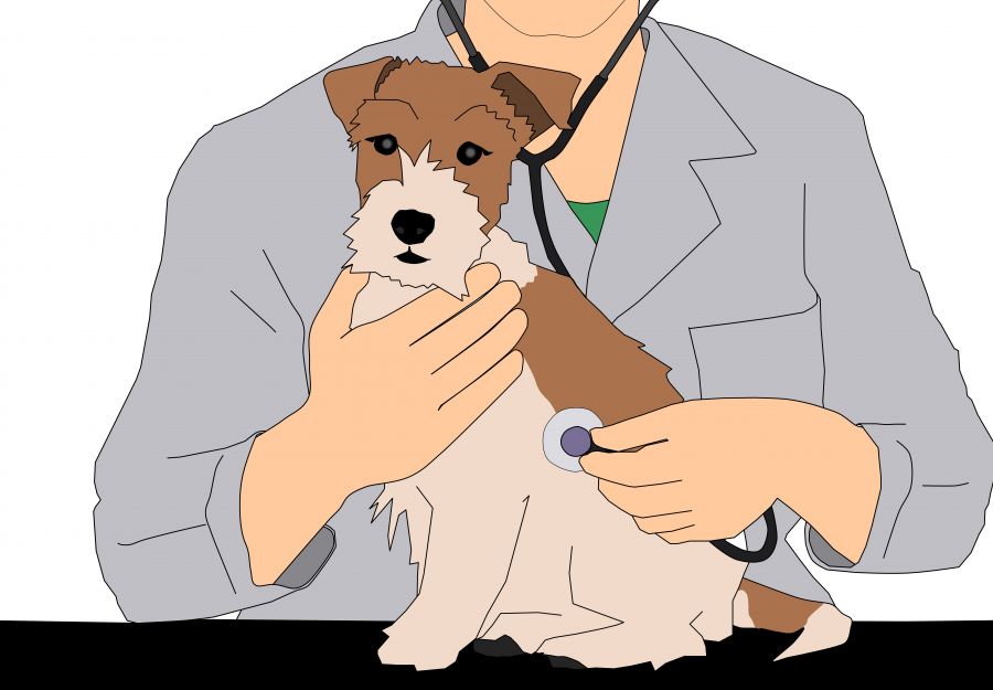 Nouvel article : le metier de veterinaire - Image 2