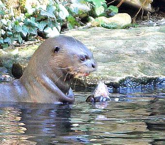 DIRECTION L'ARGENTINE POUR ARIRAHNA LA LOUTRE GEANTE DU BIOPARC !