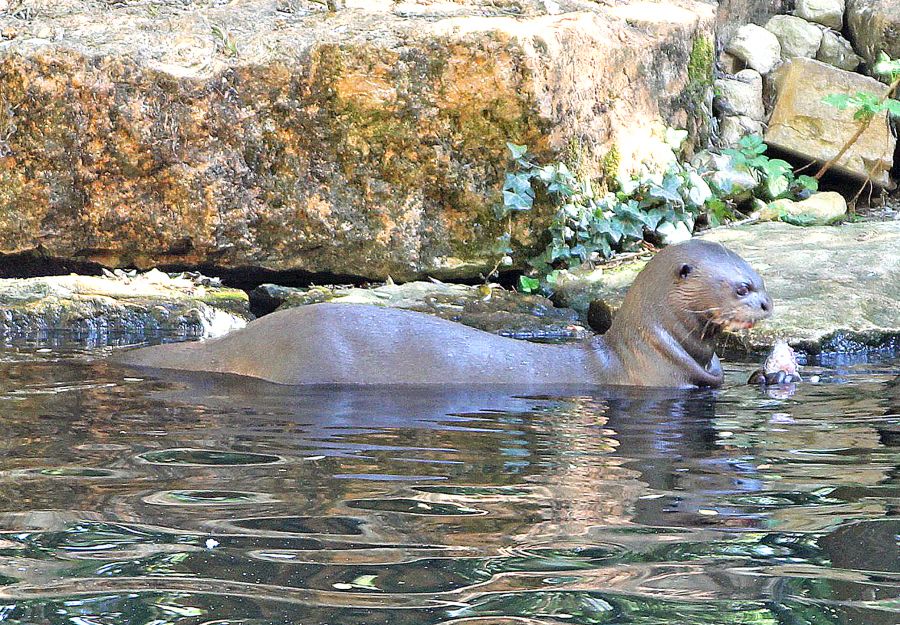 Direction l'argentine pour arirahna la loutre geante du  ... - Image 2