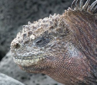 UNE RESERVE MARINE DE 60.000 KM2 SUPPLEMENTAIRES AUX GALAPAGOS