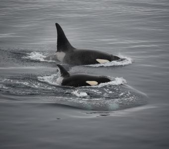 NOUVEL ARTICLE A NE PAS RATER SUR ANIGAIDO : A LA DECOUVERTE DE L'ANTARCTIQUE !