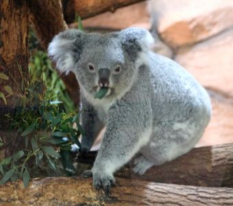 LE KOALA EST MAINTENANT UNE ESPECE EN DANGER