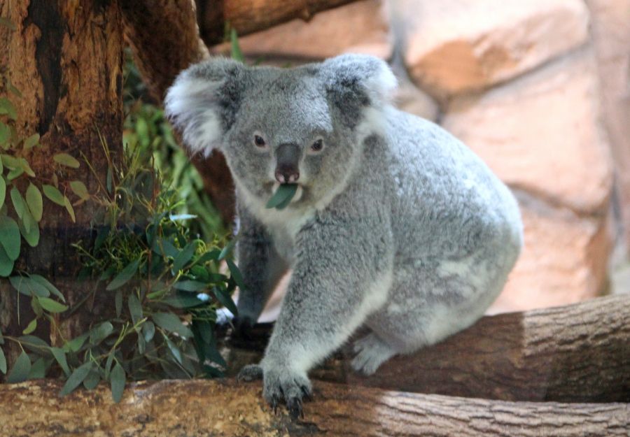 Le koala est maintenant une espece en danger - Image 2