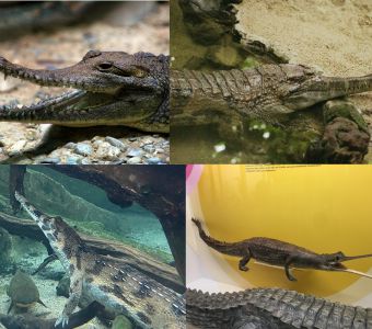 CONVERGENCE EVOLUTIVE ET CLASSIFICATION DES GAVIALS, FAUX-GAVIALS ET CROCODILES