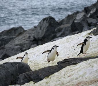 UNE VAGUE DE CHALEUR SANS PRECEDENT A TOUCHE L'ANTARCTIQUE