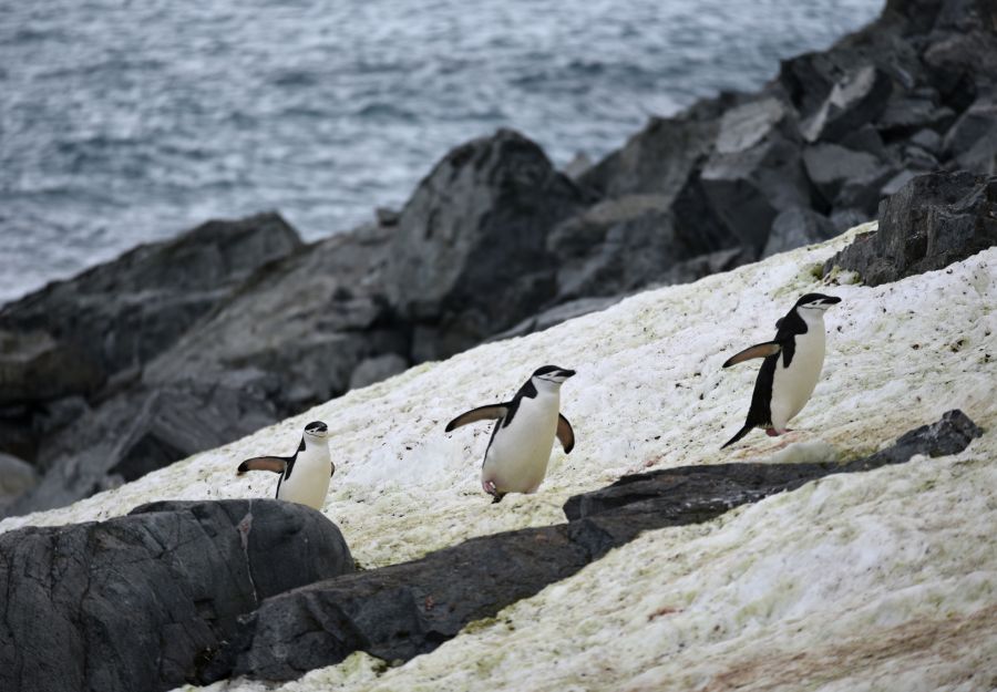 Une vague de chaleur sans precedent a touche l'antarctique - Image 2