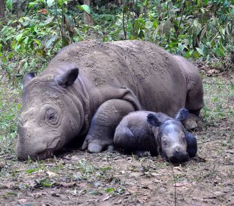 EXCEPTIONNELLE NAISSANCE D'UN RHINOCEROS DE SUMATRA !