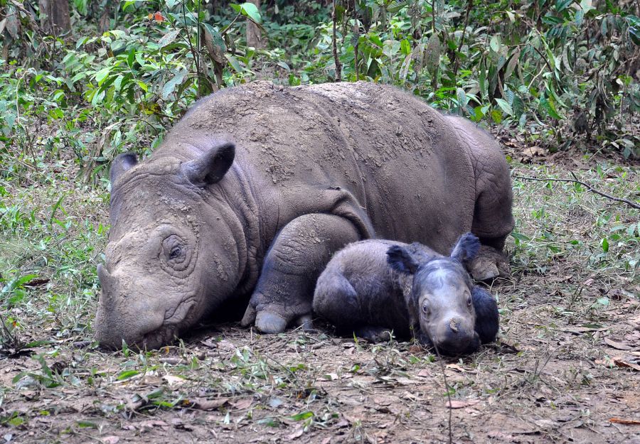 Exceptionnelle naissance d'un rhinoceros de sumatra ! - Image 2