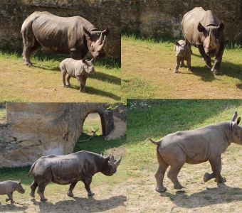 NAISSANCE EXCEPTIONNELLE D'UN RHINOCEROS NOIR AU BIOPARC DE DOUE-LA-FONTAINE