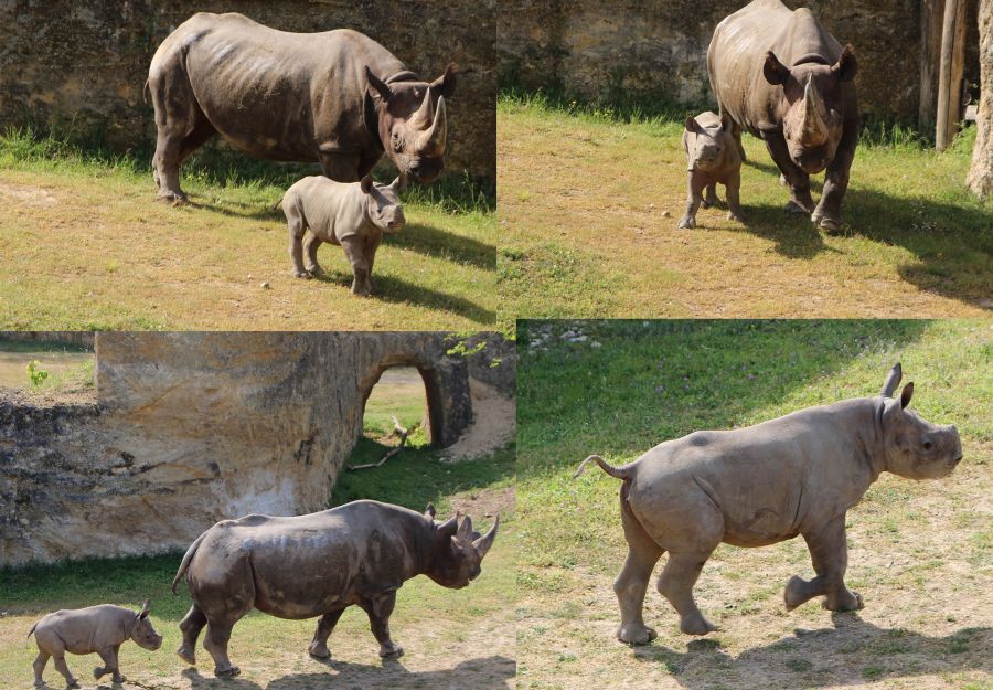 Naissance exceptionnelle d'un rhinoceros noir au bioparc ... - Image 2
