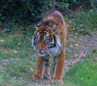 LA POPULATION DES TIGRES SAUVAGES EST PLUS IMPORTANTE QUE CE QU'ON PENSAIT