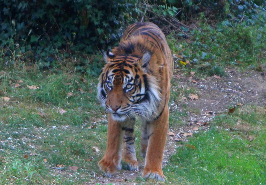 La population des tigres sauvages est plus importante qu ... - Image 2