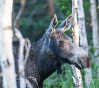 NOUVEL ARTICLE SUR ANIGAIDO.COM : CASTOR, CARIBOU, ORIGNAL ET LES ANIMAUX DU QUEBEC