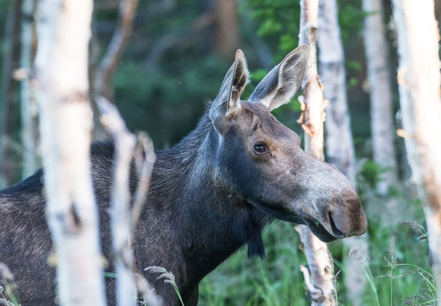 Nouvel article sur anigaido.com : castor, caribou, orign ... - Image 2