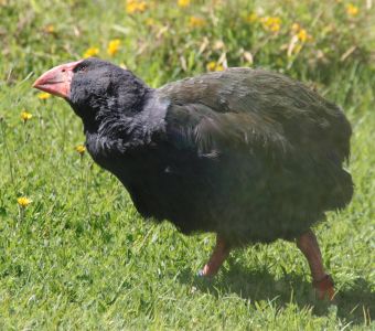 DES TAKAHES REINTRODUITS DANS LA NATURE EN NOUVELLE-ZELANDE