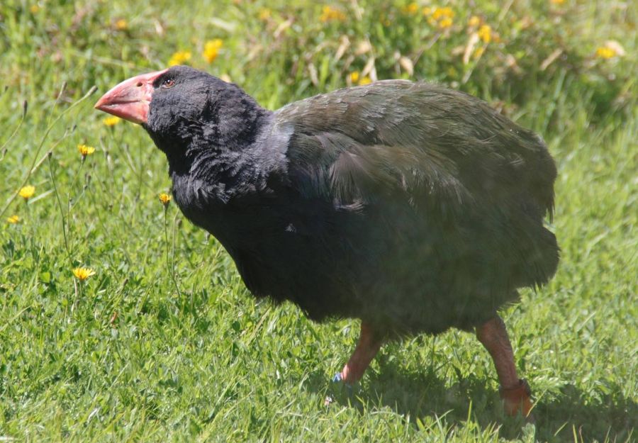 Des takahes reintroduits dans la nature en nouvelle-zelande - Image 2