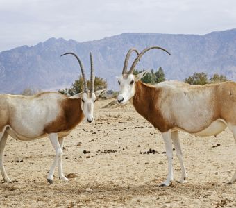 ESPECES MENACEES : DU MIEUX POUR L'ORYX ALGAZELLE, LA SAIGA ET LE RHINOCEROS DE SUMATRA MAIS...