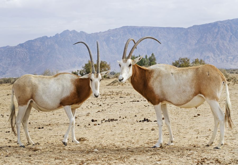 Especes menacees : du pour l'oryx algazelle, la siga et  ... - Image 2