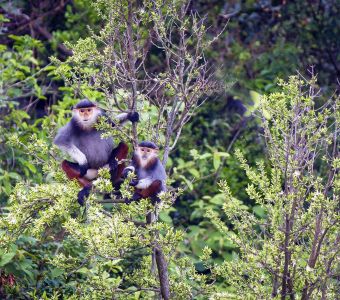 UN SINGE TRES RARE QUI VIT... EN VILLE !