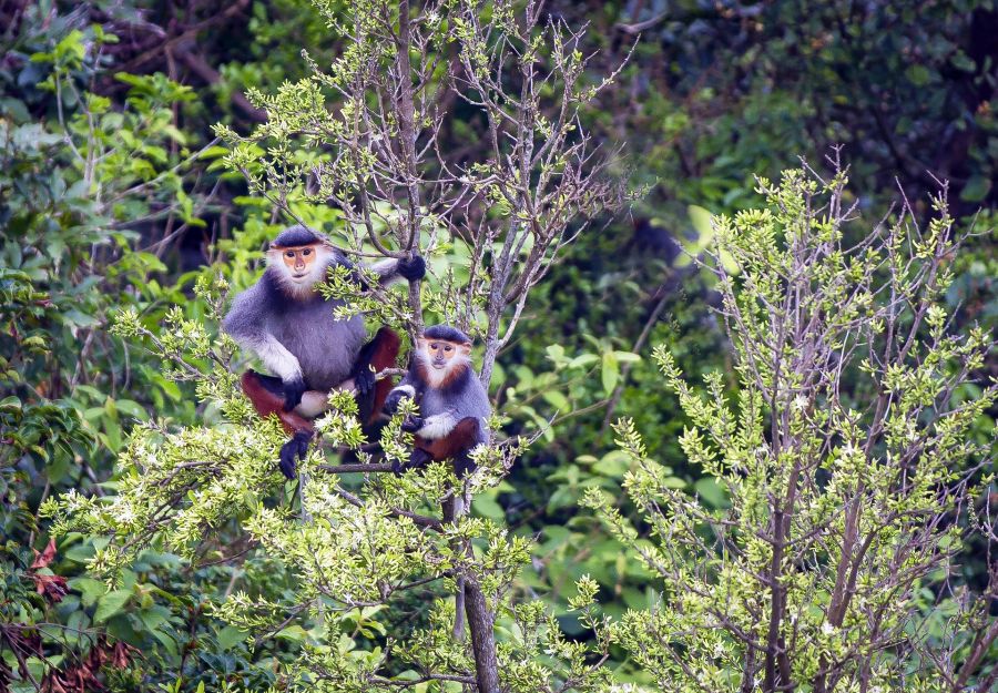 Un singe tres rare qui vit... en ville ! - Image 2