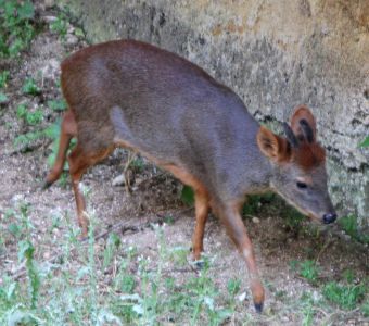 DECOUVERTE EXCEPTIONNELLE D'UNE NOUVELLE ESPECE DE MINI-CERF AU PEROU !