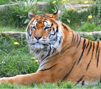 LES NOUVELLES FICHES ANIMAUX DISPONIBLES SUR ANIGAIDO EN MAI 2024