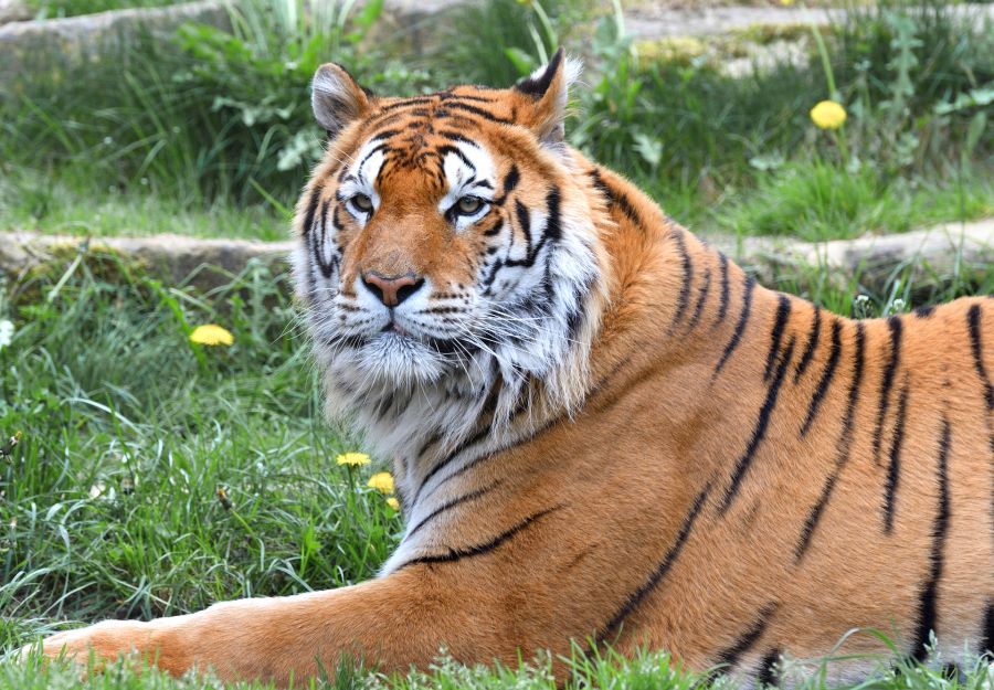 Les nouvelles fiches animaux disponibles sur anigaido en ... - Image 2