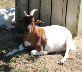 REOUVERTURE DU PARC ANIMALIER FRIEDEL A ILLKIRCH A PARTIR DU 5 AVRIL 2025