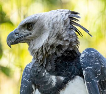 LES ANIMAUX LES PLUS INCROYABLES D'AMAZONIE !