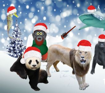 VACANCES DE NOEL 2024 : ZOOS ET AQUARIUMS OUVERTS ET BILLETS RAPIDES