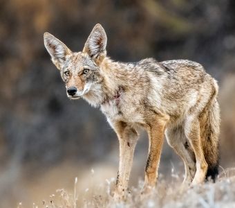 WAPITI, COYOTE, SINGE DORE : NOS NOUVELLES FICHES ANIMAUX A DECOUVRIR EN MAI 2025