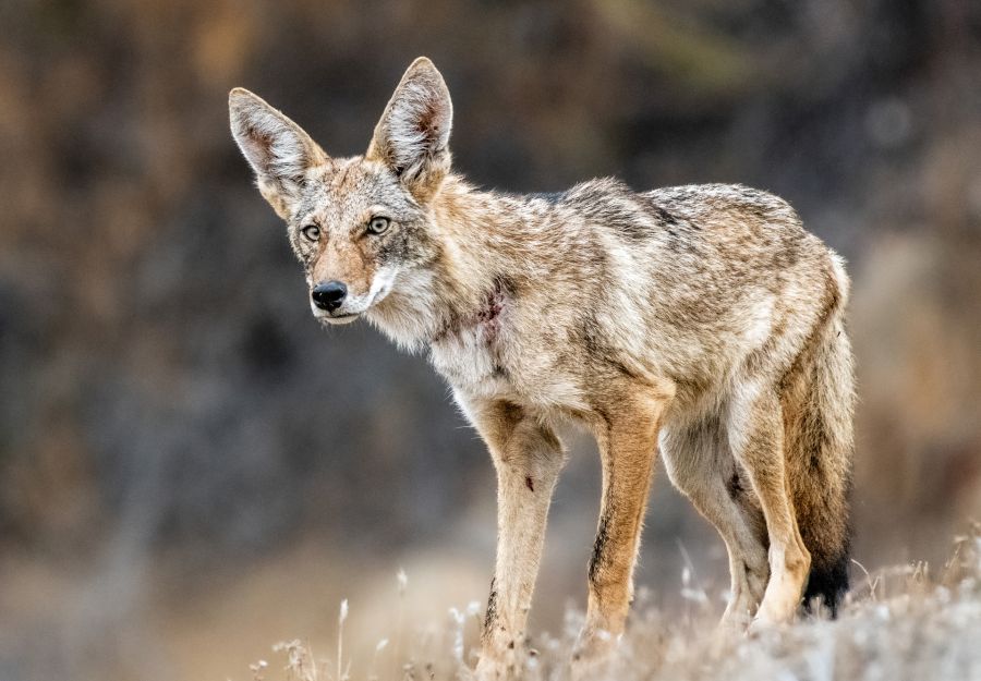 Wapiti, coyote, singe dore : nos nouvelles fiches animau ... - Image 2