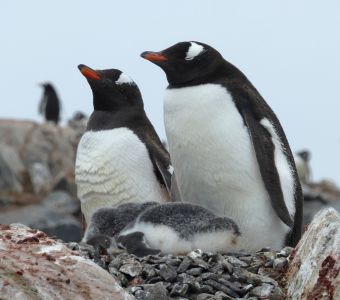 QUAND LE CACA DES MANCHOTS AIDE A REGULER LE CLIMAT !