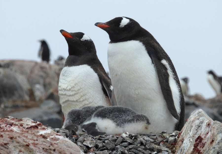 Quand le caca des manchots aide a reguler le climat ! - Image 2