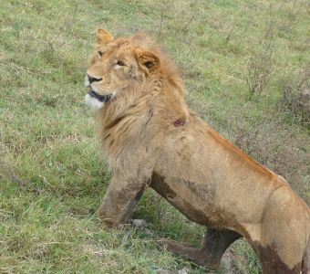 NOUVELLES PHOTOS DE TANZANIE POUR ILLUSTRER NOS FICHES ANIMAUX
