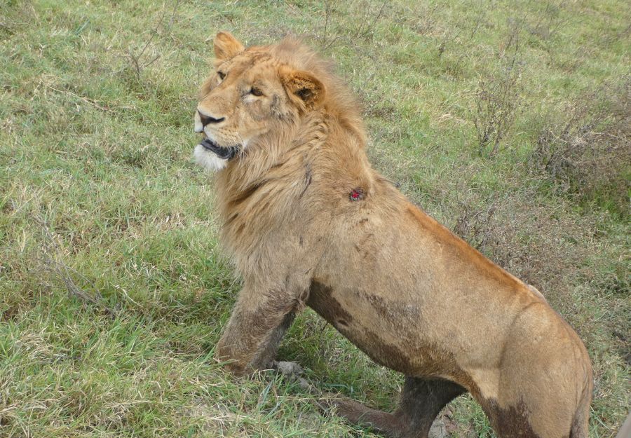 Nouvelles photos de tanzanie pour illustrer nos fiches a ... - Image 2