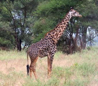 LA GIRAFE COMPTE DESORMAIS QUATRE ESPECES