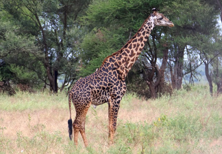 La girafe compte desormais quatre especes - Image 2