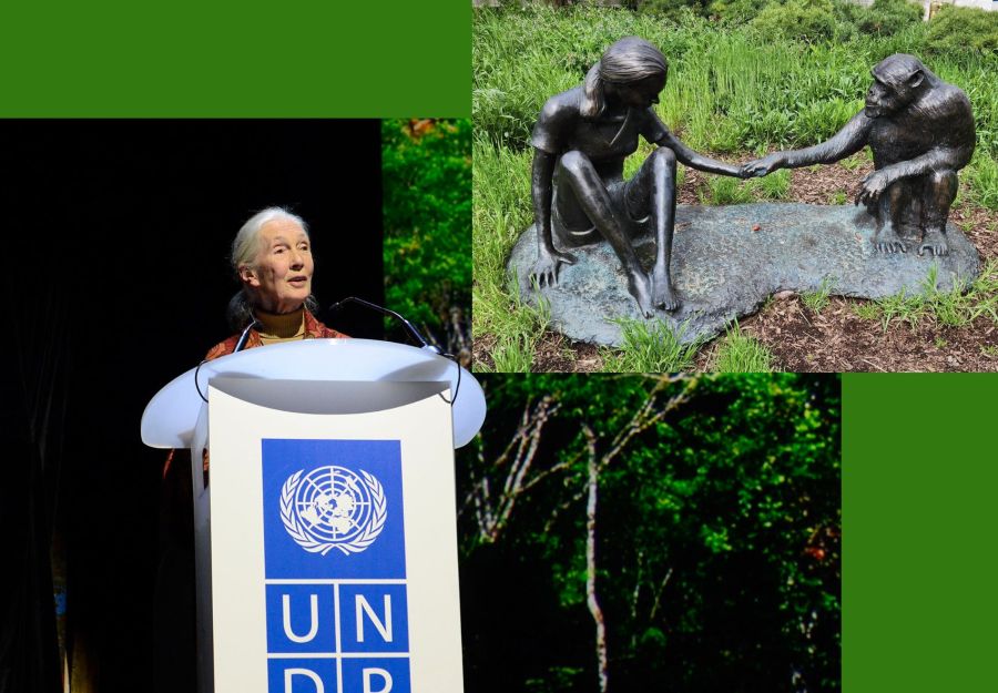 Disparition de jane goodall l'amie des chimpanzes - Image 2