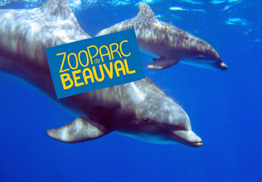 Vers la creation d'un centre d'accueil pour dauphins au  ... - Image 2