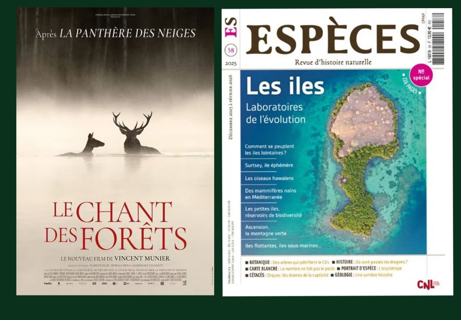 Coups de coeur anigaido : le chant des forets et le maga ... - Image 2