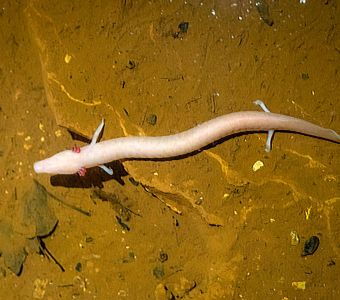 NOUVEL ARTICLE ANIGAIDO SUR LES ANIMAUX VIVANT DANS LES HABITATS CAVERNICOLES