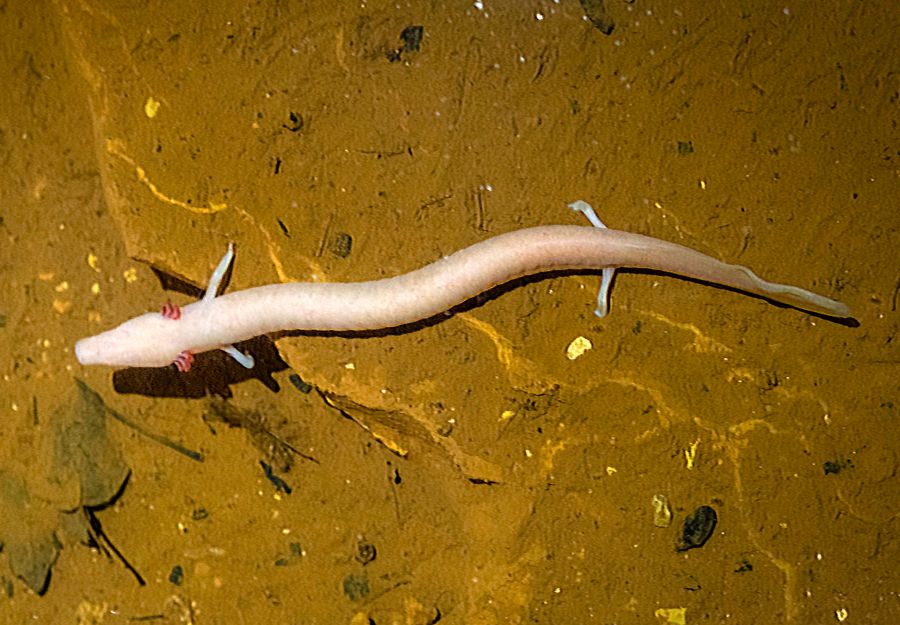 Nouvel article anigaido sur les animaux vivant dans les  ... - Image 2