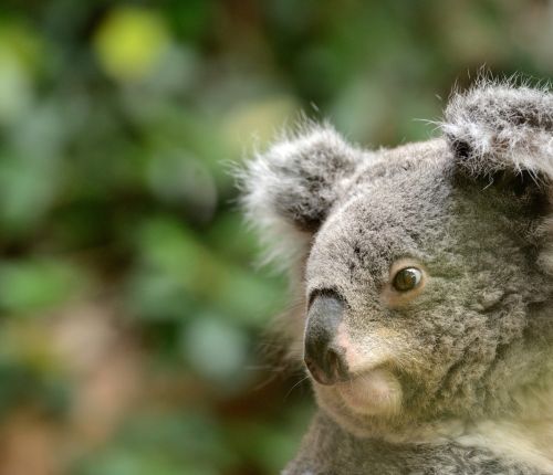 Apprends le nom des mamans et des bébés animaux - Anigaïdo