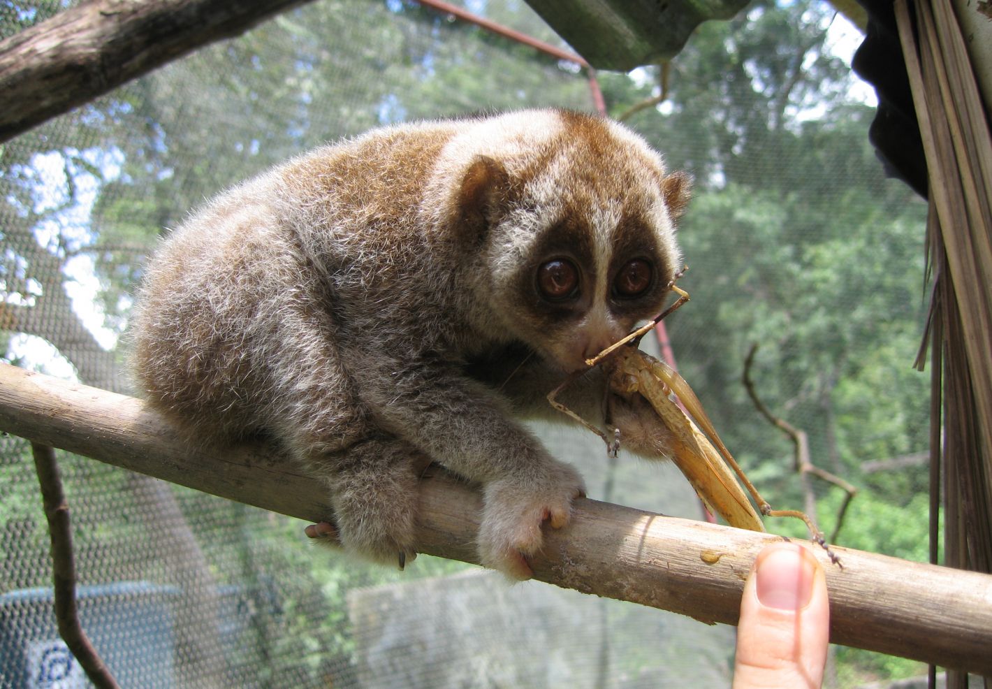 Photo d'un loris lent - Public Domain - Wikimedia Commons