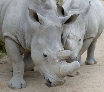 RHINOCEROS, LA CORNE DE LA DISCORDE