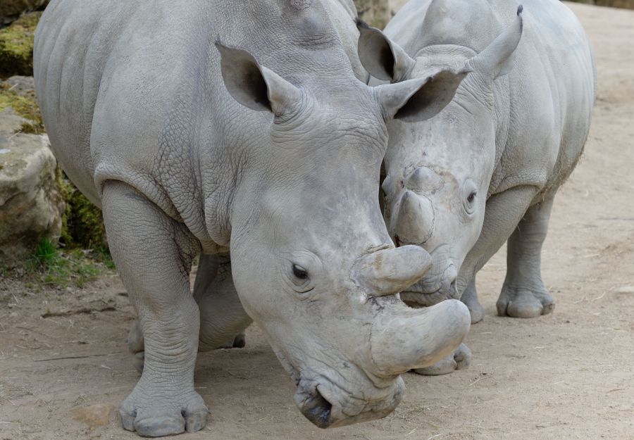 Photo d'une maman rhinocéros blanc et son petit par Thomas PIERRE