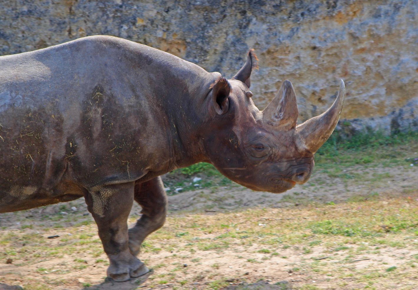 Rhinocéros noir diceros bicornis